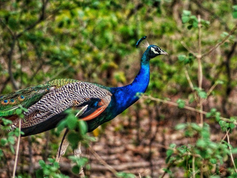 2 Wochen Indien Safari