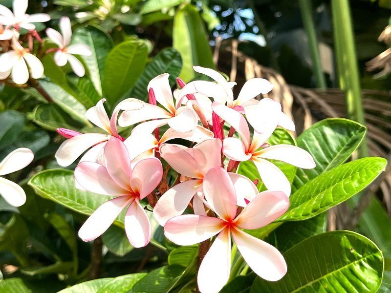 2 Wochen Tiger Safari