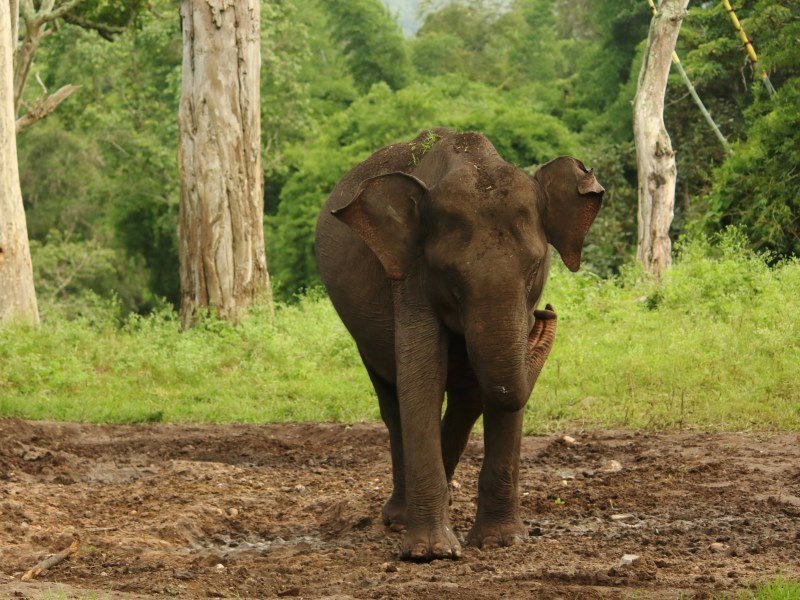 2 Wochen Tiger Safari