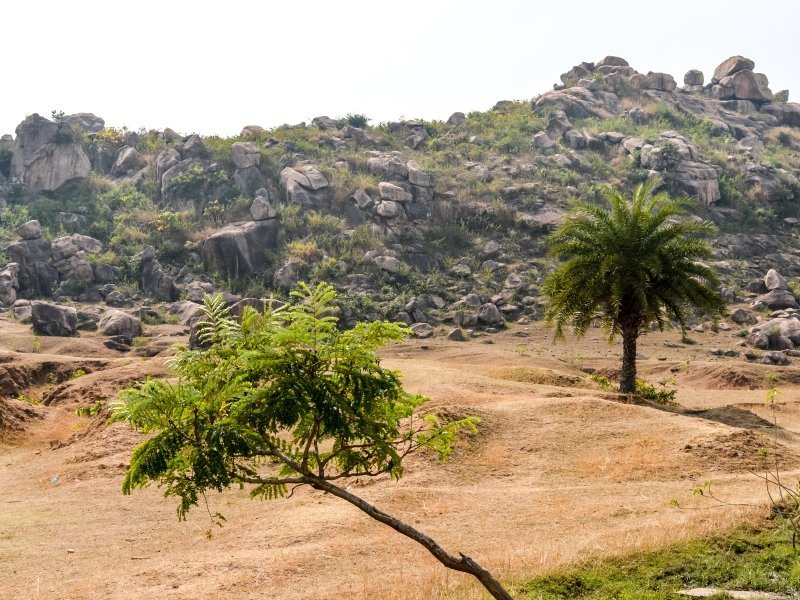 2 Wochen Tiger Safari