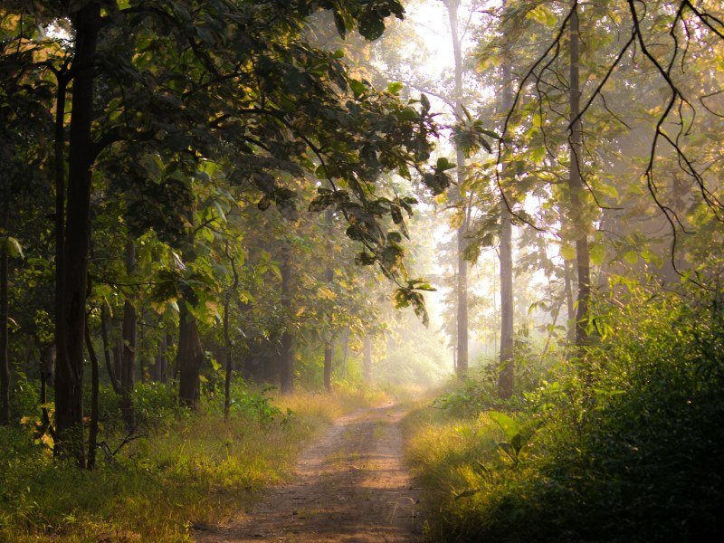 2 Wochen Tiger Safari