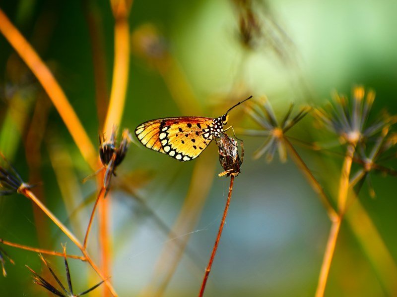 2 Wochen Indien Safari