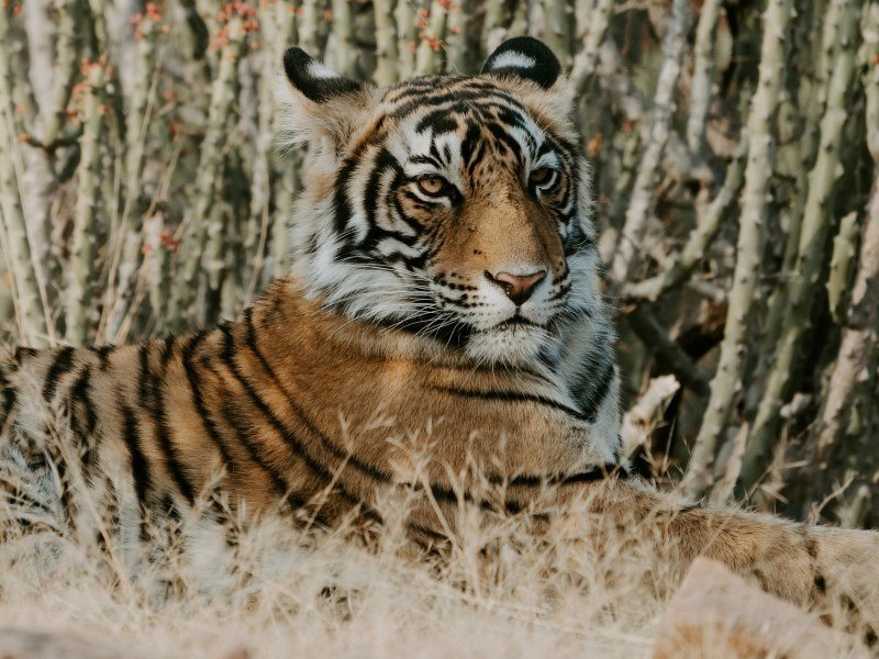 2 Wochen Tiger Safari