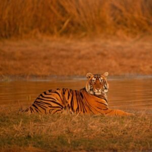 2 Wochen Tiger Safari