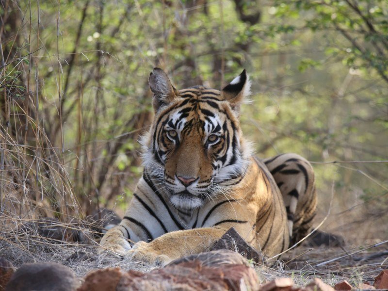 2 Wochen Indien Safari