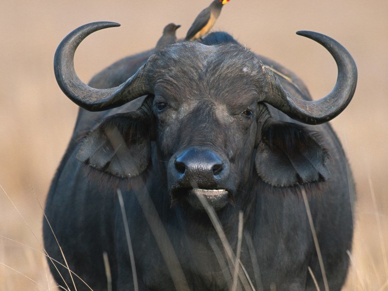 Welche Tiere leben in Indien 1 - Kolumbien Individual