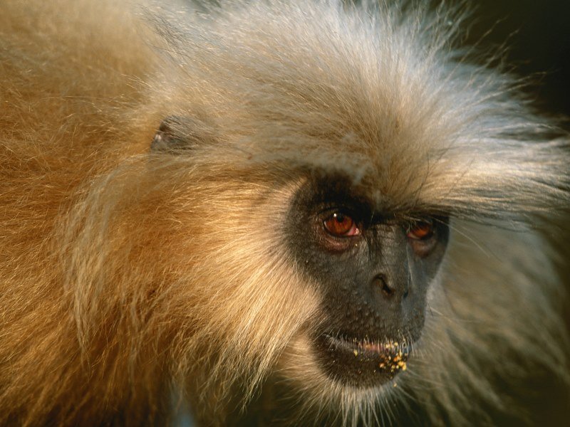 Welche Tiere leben in Indien 2 - Kolumbien Individual