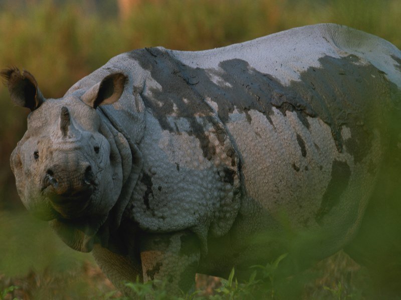 Welche Tiere leben in Indien 3 - Kolumbien Individual