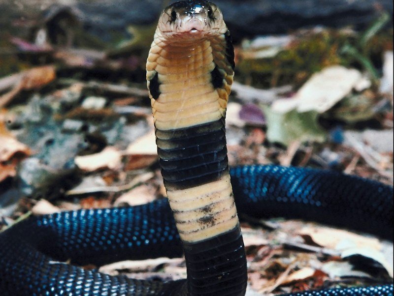Welche Tiere leben in Indien 4 - Kolumbien Individual