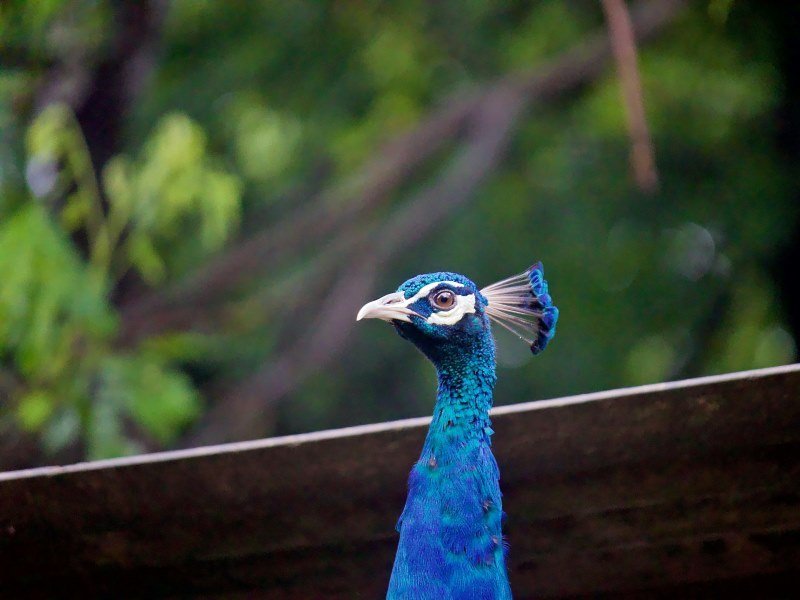 Welche Tiere leben in Indien 6 - Kolumbien Individual