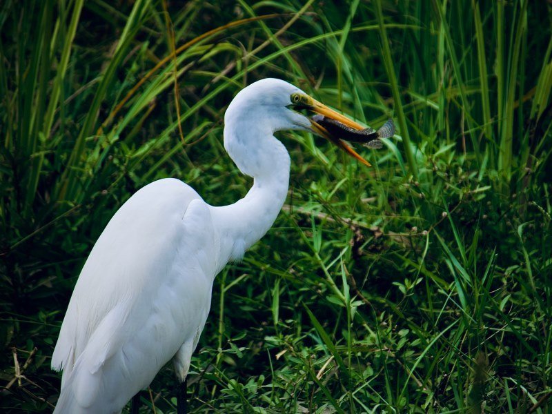 Welche Tiere leben in Indien 7 - Kolumbien Individual