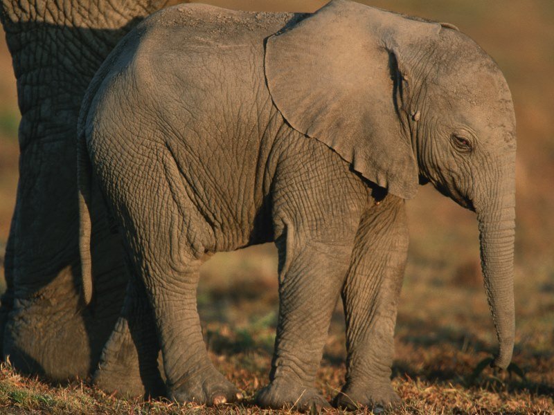 Welche Tiere leben in Indien 9 - Kolumbien Individual