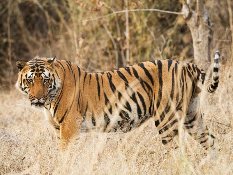 Welche Tiere leben in Indien 5 - Kolumbien Individual