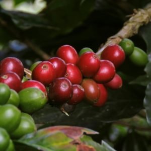 15 Tage Faszinierendes Kolumbien - Kaffeeplantage