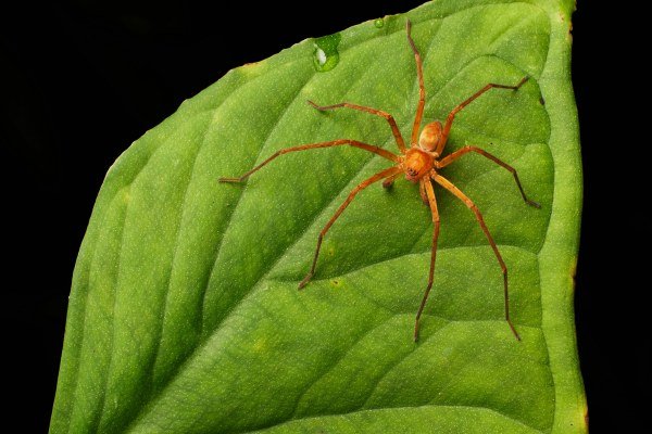 Bananenspinne im Amazonas - Kolumbien Individual