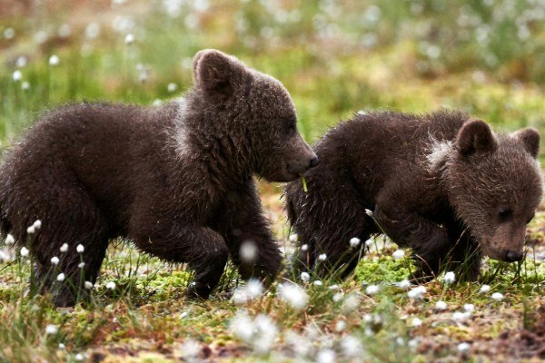 Der Brillenbar in Kolumbien - Kolumbien Individual