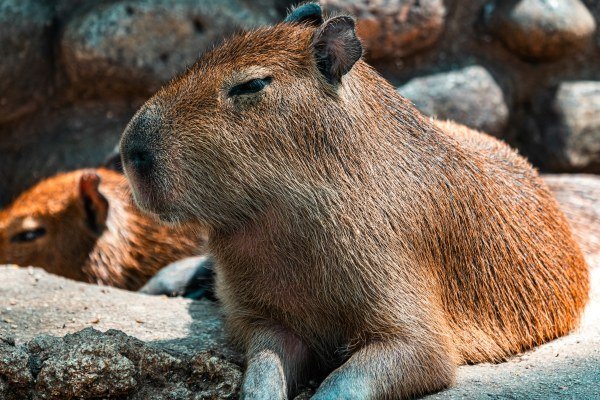 Kapibara - Kolumbien Individual