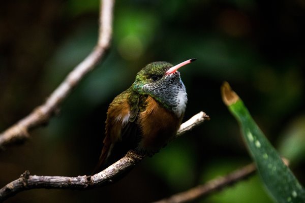 Kolibri in Kolumbien