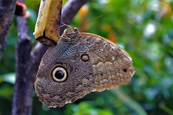 Kolumbien Schmetterlinge