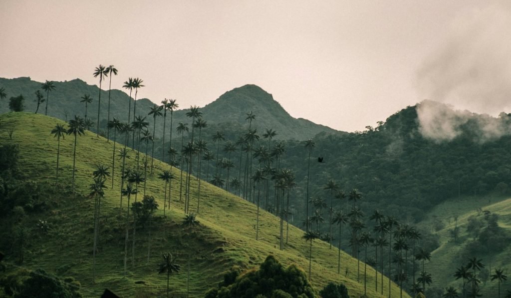 Salento Valle de Cocora