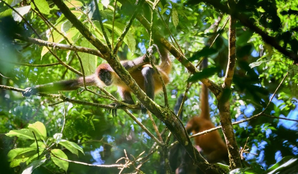 Leticia Reisefuhrer 2025 – Kolumbiens Dschungel erleben 7 - Kolumbien Individual