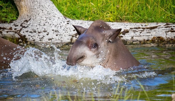 Tapir Kolumbien Tierwelt - Kolumbien Individual